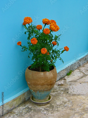 Clay pot with tagetes plant with orange colored flowers and green leaves outdoors in front of a turquoise house wall in Greece.