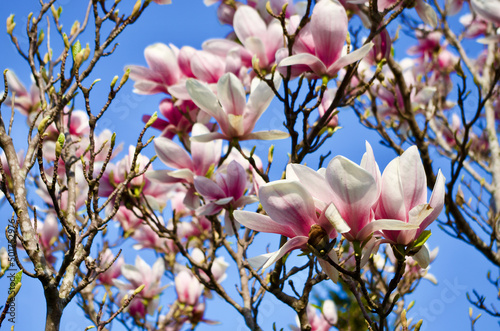 Blossoming Saucer Magnolia tree, Magnolia × soulangeana, with flowers in pink and white against blue sky background.