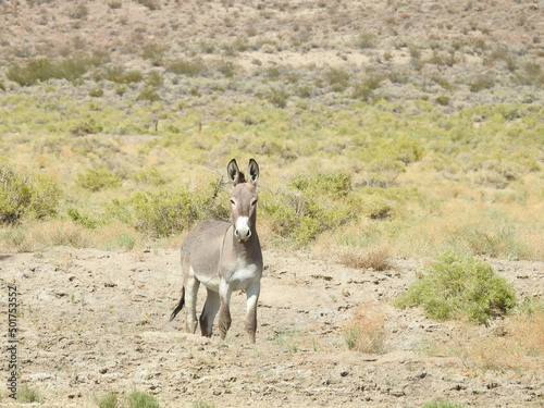 A wild burro living in the Mojave Desert  on the outskirts of the small town of Beatty  in Nye County  Nevada.