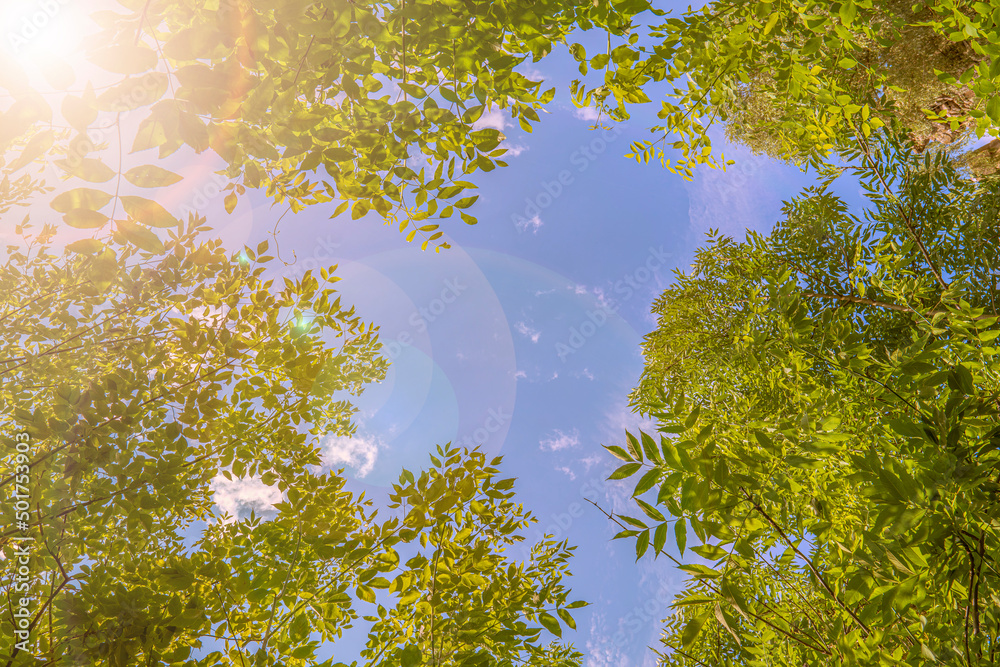 Sunshine toned sky window inside green tree branches frame with blue sky. Canopy of tall trees framing clear blue heaven with the sun shining through - obrazy, fototapety, plakaty 