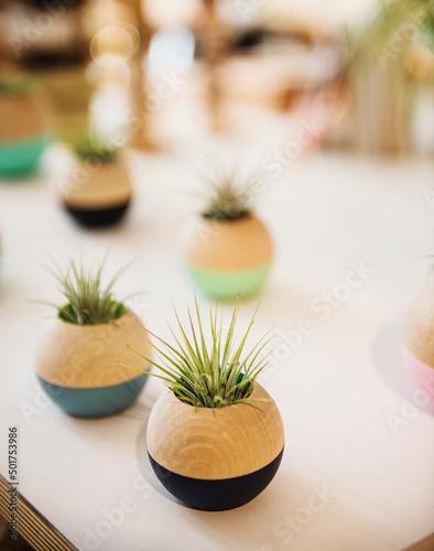 Air plants in wooden vases