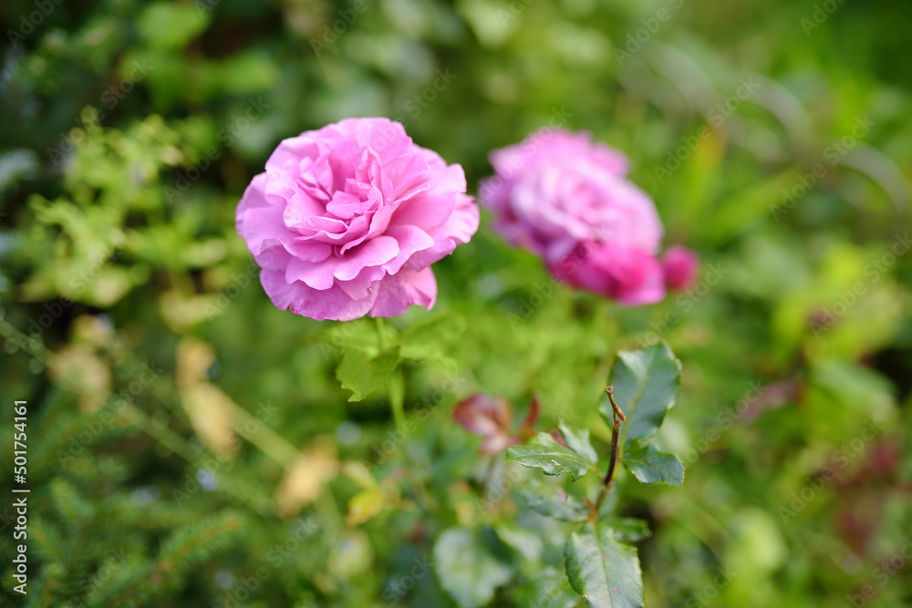Roses flowers on background of green grass in the garden. Roses flowers on background of green grass in the garden.