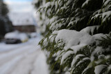 Detail von einer Schnee bedeckten Hecke an einer Straße im Winter