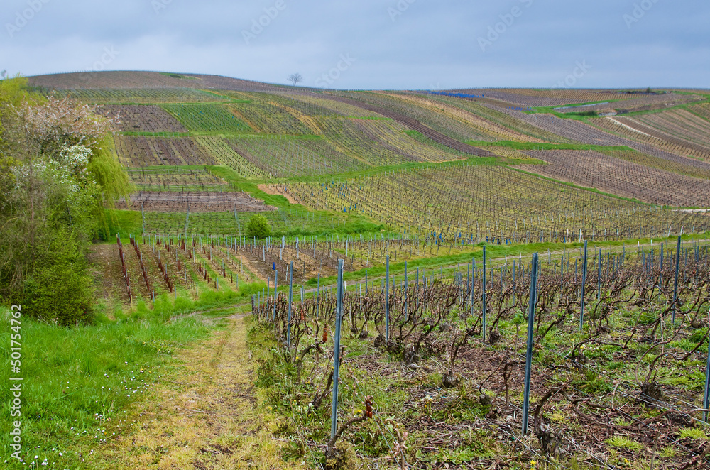 Agricultural  landscape with vine yards in spring in Champagne-Ardenne in France.