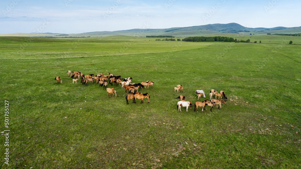 Fototapeta premium Southern Urals, trans-Ural steppe. A herd of horses in the pasture. Aerial view.