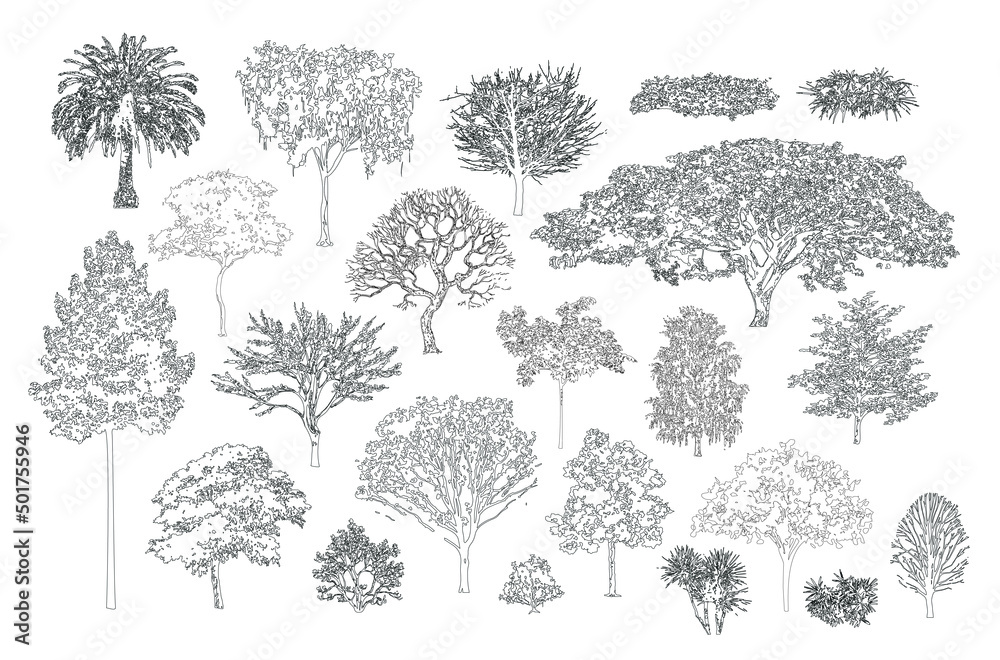 Minimal style cad tree line, Side view, set of graphics trees elements outline symbol for architecture and landscape design drawing. Vector illustration in stroke fill in white. Tropical