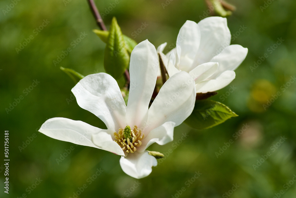 Twig with blossoming white japanese magnolia flowers, Magnolia Kobus, against green background in spring. Twig with blossoming white japanese magnolia flowers, Magnolia Kobus, against green background in spring.