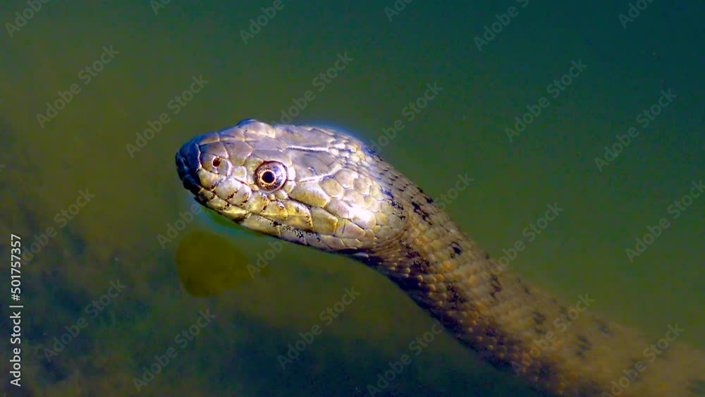 The dice snake (Natrix tessellata), snake head sticking out of the water The dice snake (Natrix tessellata), snake head sticking out of the water