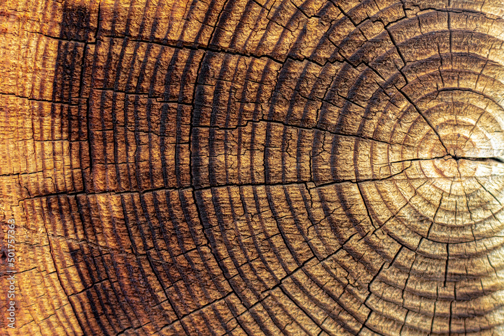 Fototapeta premium a bright juicy clear image is an abstraction of the cut of a felled tree with rings in a slice for the design of carpentry office work or websites on wallpaper; the sawmill industry;