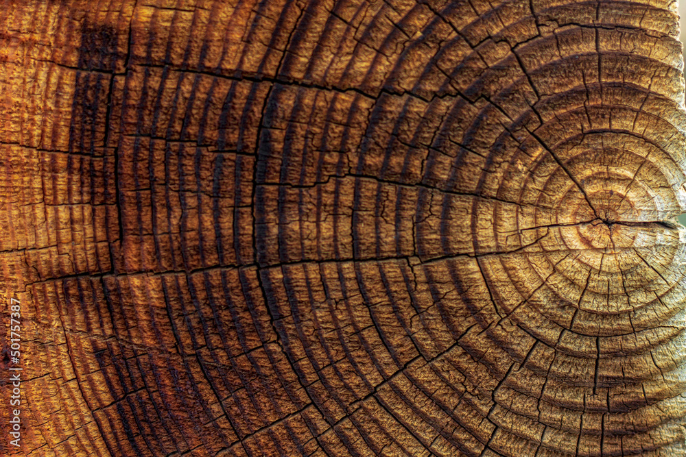 Fototapeta premium a bright juicy clear image is an abstraction of the cut of a felled tree with rings in a slice for the design of carpentry office work or websites on wallpaper; the sawmill industry;