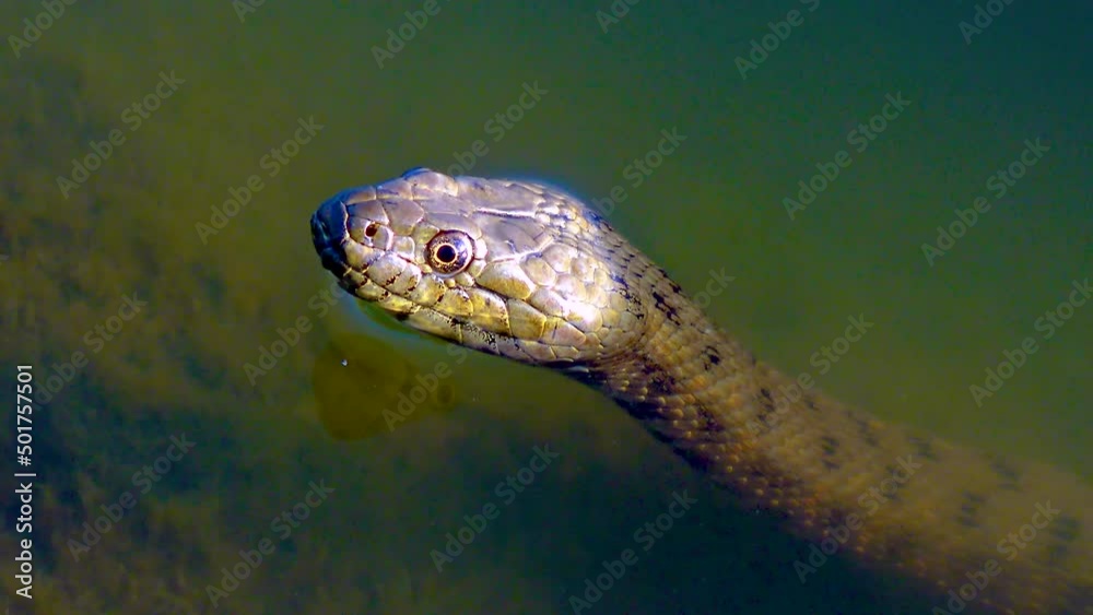 The dice snake (Natrix tessellata), snake head sticking out of the water The dice snake (Natrix tessellata), snake head sticking out of the water