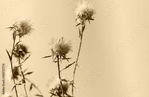 Close up of dry meadow flowers on orange background.