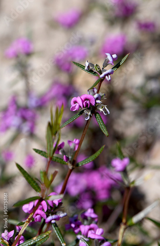 Delicate small pinkish purple pea flowers of the Heathy Mirbelia, Mirbelia rubiifolia, family Fabaceae. Spreading shrub of Sydney heathland. Endemic to eastern Australia. Spring flowering  photo