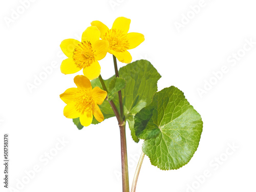 Yellow Marsh Marigold flower isolated on white, Caltha palustris photo