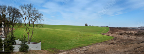 wavy green fields of winter crops in spring and dry grass and bushes near the...