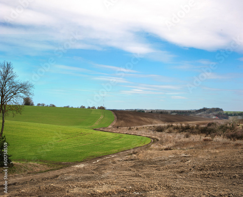 wavy green fields of winter crops in spring and dry grass and bushes