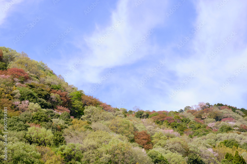 コントラストが鮮やかな山桜 コントラストが鮮やかな山桜
