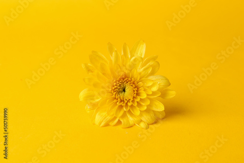 Yellow flower on a yellow background. Minimal still life. Color trend