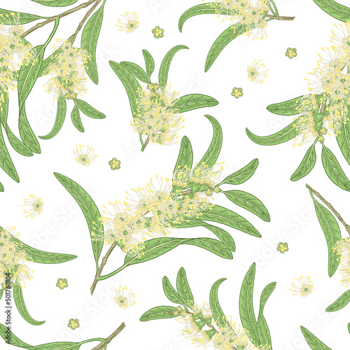 Tea tree seamless pattern. Leaves and flowers isolated on white background. Melaleuca plant hand drawn. Vector illustration vintage.