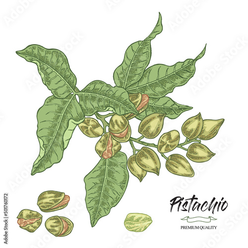 Pistachio plant. Hand drawn pistachio tree branch vector illustration. Leaves and nuts. Colorful sketch style