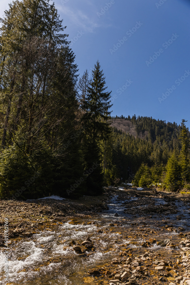 Scenic view of coniferous forest on shore of mountain river. Scenic view of coniferous forest on shore of mountain river.