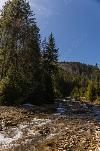 Scenic view of coniferous forest on shore of mountain river.