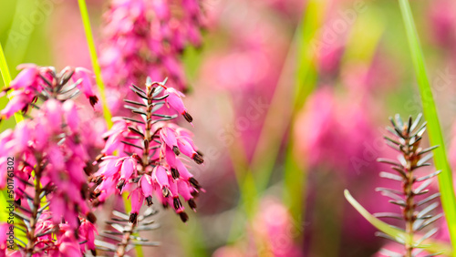 Erica carnea flowers on a blurred background. Pink erica carnea among the green grass