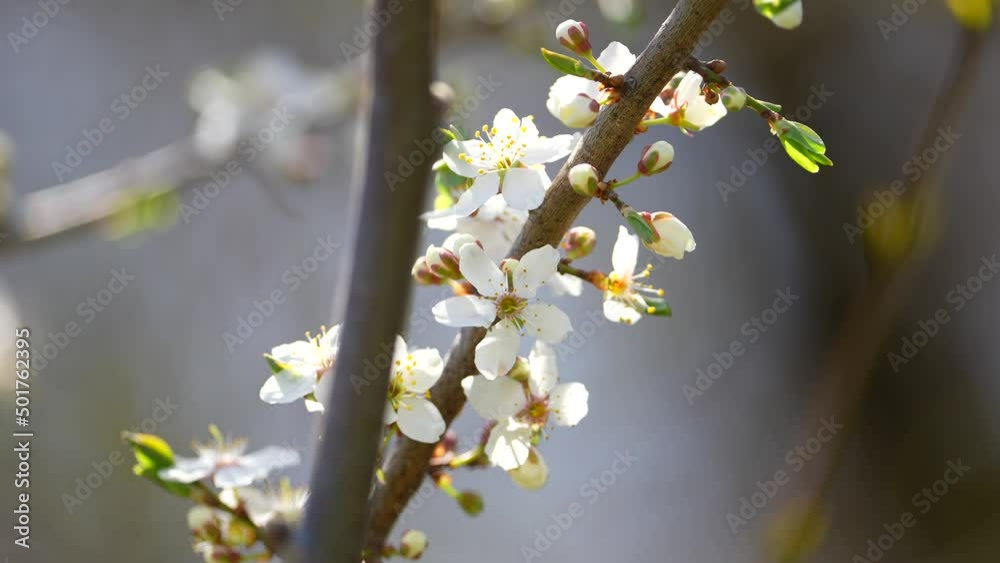 Spring season. Blooming Flowers and Sun flares Spring Awakening. Camera movement along the apricot branches with a shallow depth of field. Young leaves. Start of life after winter. Sunny day Spring season. Blooming Flowers and Sun flares Spring Awakening. Camera movement along the apricot branches with a shallow depth of field. Young leaves. Start of life after winter. Sunny day