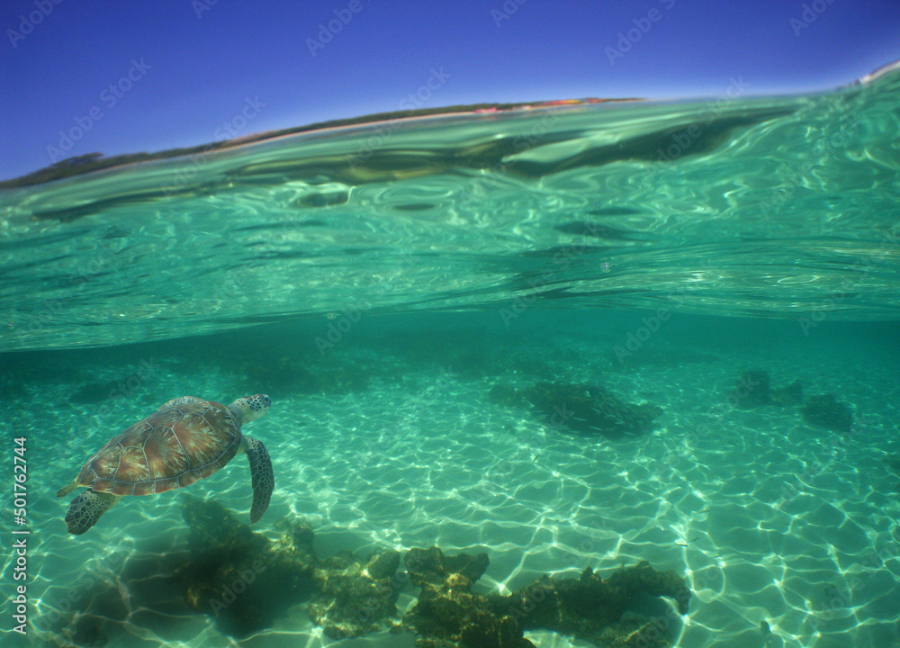 
sea ​​turtle in its natural environment in the caribbean sea
