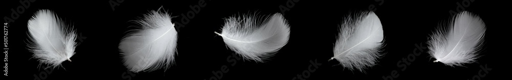 white feather of a goose on a black background - obrazy, fototapety, plakaty 