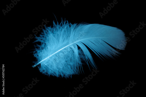 blue feather of a goose on a black background