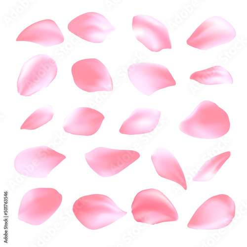 Colorful petals of rose isolated on white background.