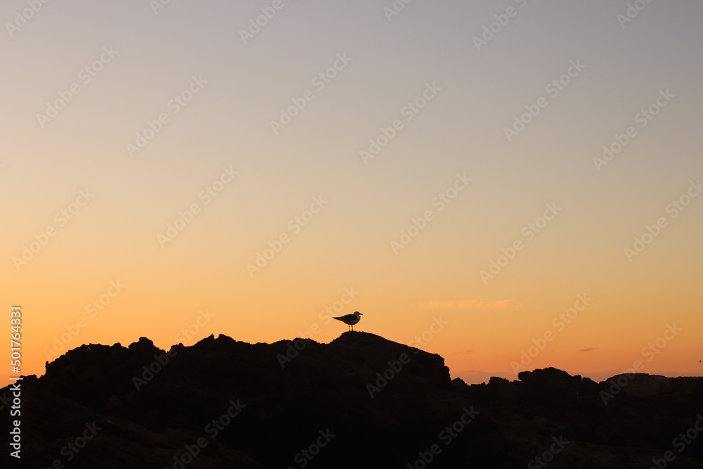 Silhouette of a seagull on the background of the sunset sky