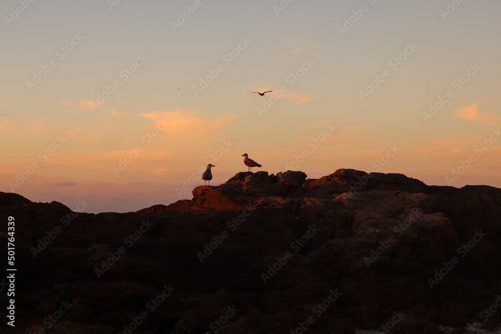 Silhouette of a seagull on the background of the sunset sky Silhouette of a seagull on the background of the sunset sky