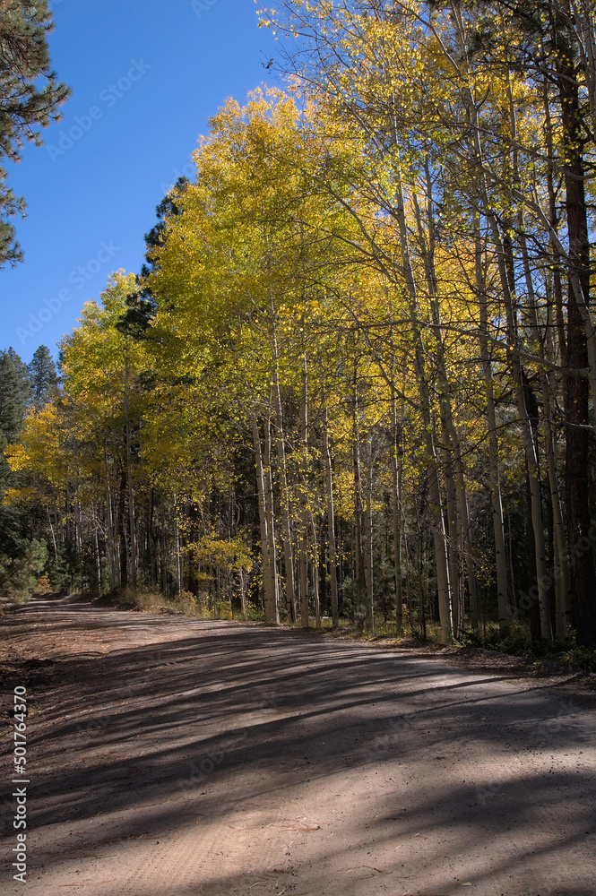 Autumn Aspen Lined Dirt Road.