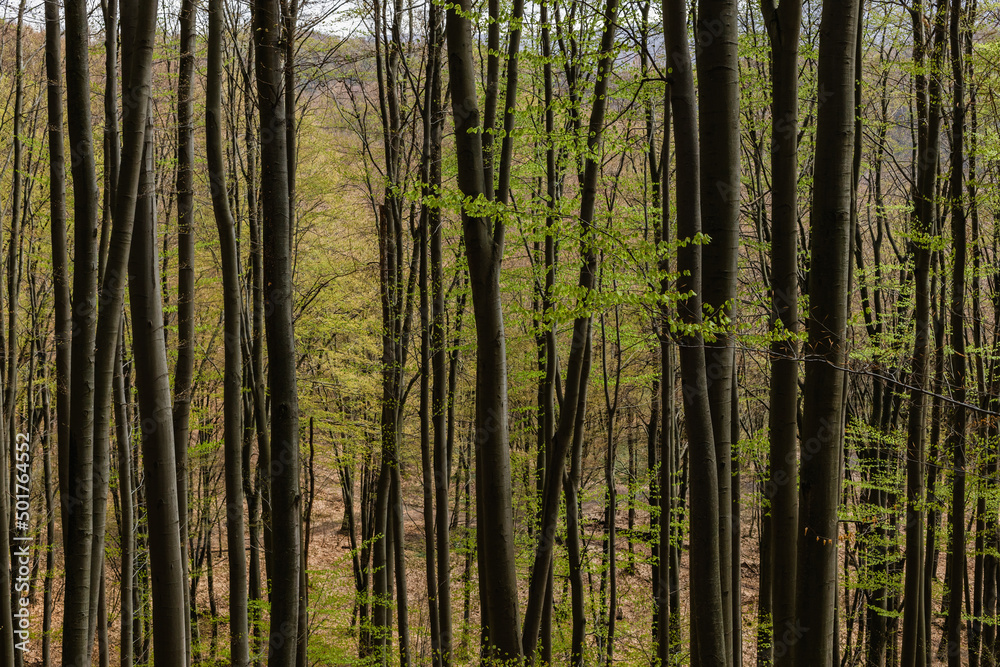 Tress with green leaves in mountain forest.