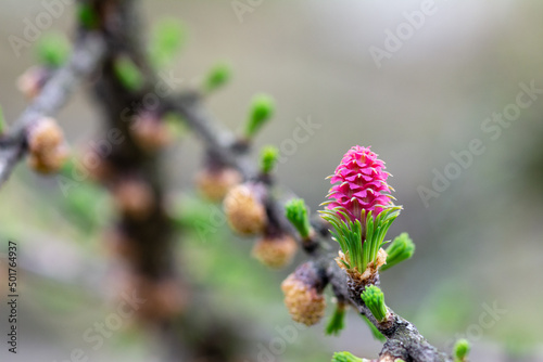 A young larch tree cone on a branch closeup with a copyspace 