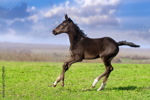 Colt run in spring pasture