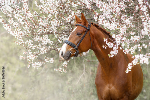 Portrait of red horse in blossoming spring garden on sunrise