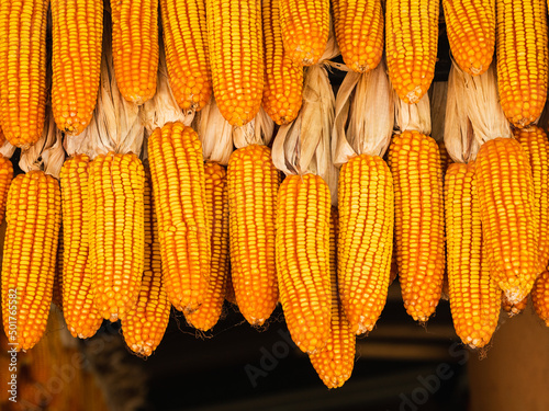 The group of hanging dried corn.