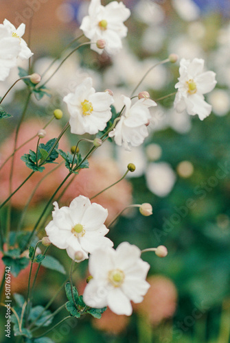 Fototapeta Naklejka Na Ścianę i Meble -  white flowers close up in a garden