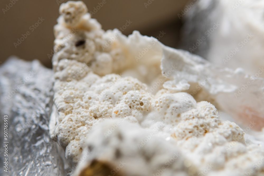 Hericium erinaceus medicinal mushroom nootropic. Fruiting bodies Hericium erinaceus medicinal mushroom nootropic. Fruiting bodies