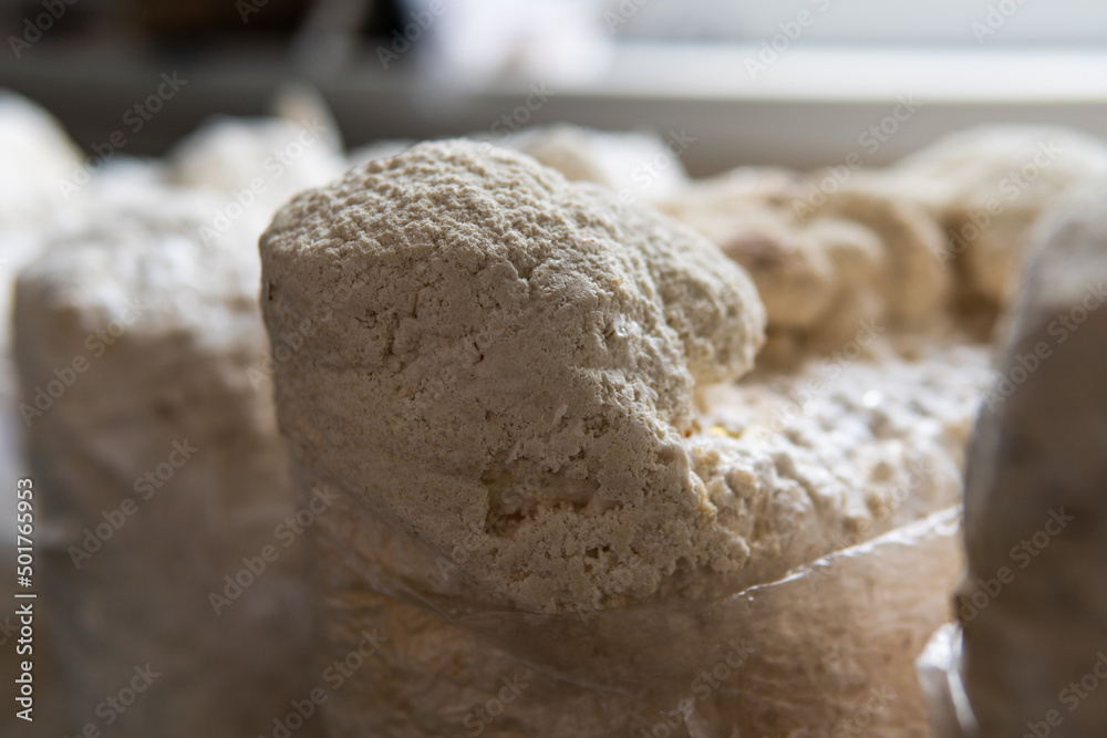 Hericium erinaceus medicinal mushroom nootropic. Fruiting bodies Hericium erinaceus medicinal mushroom nootropic. Fruiting bodies