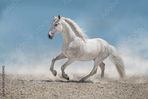 White stallion free run