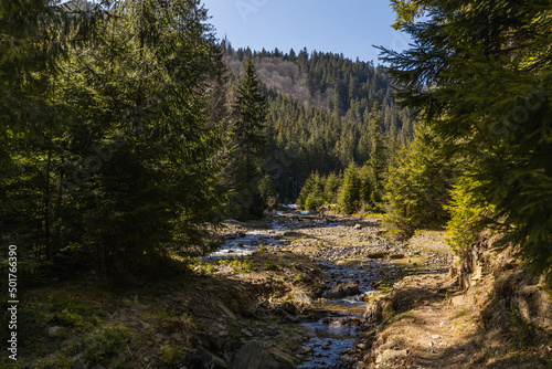 Scenic landscape of evergreen forest and mountain river at daylight. © LIGHTFIELD STUDIOS