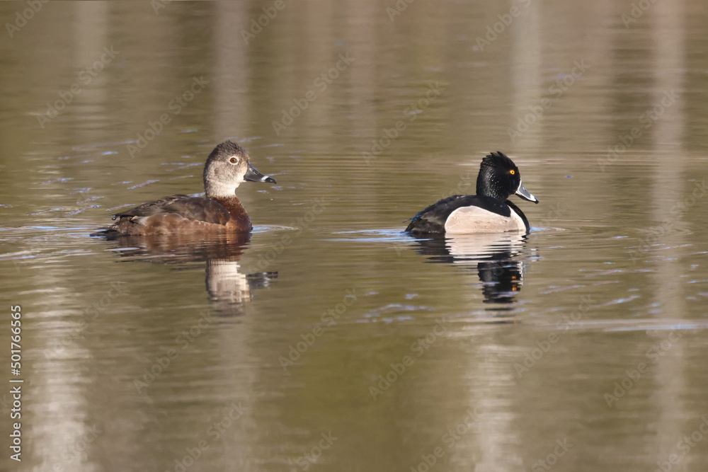 Ring necked duck breeding pair on quiet marsh water on bright spring morning Ring necked duck breeding pair on quiet marsh water on bright spring morning
