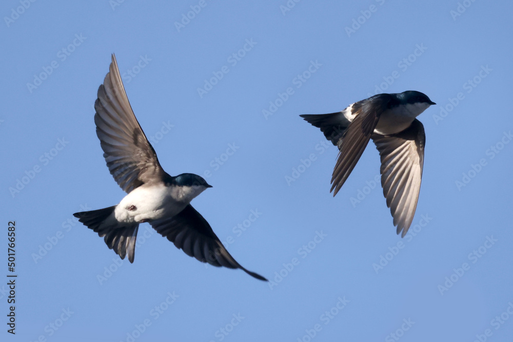 Tree swallows perching and flying in mating season on beautiful spring day on blue sky