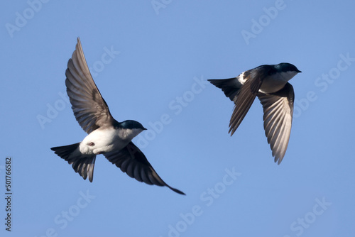 Tree swallows perching and flying in mating season on beautiful spring day on blue sky