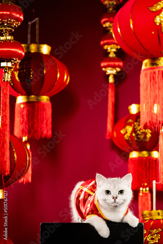 a British shorthair cat posing in front of Chinese themed background photo