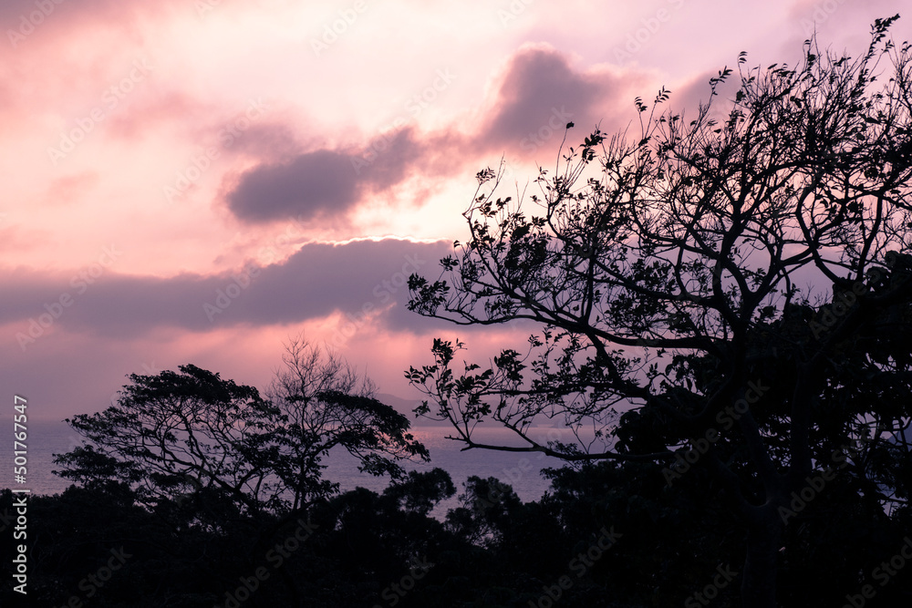 sunrise in the forest